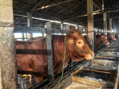 Olgun ve sağlıklı inekler ahırda yemek yiyor.