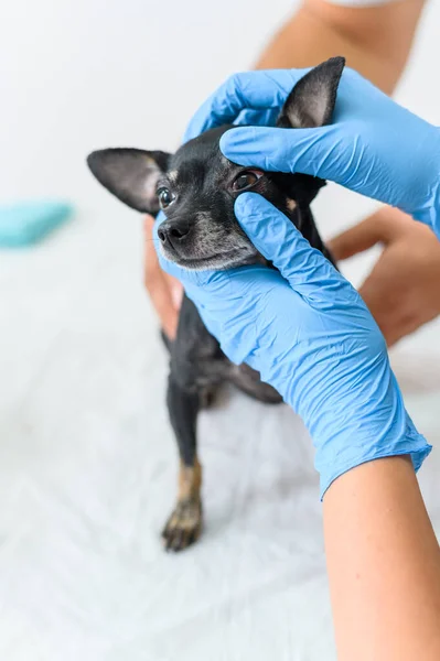 Närbild chihuahua hund granskas av veterinär, diagnos och behandling av djur — Stockfoto