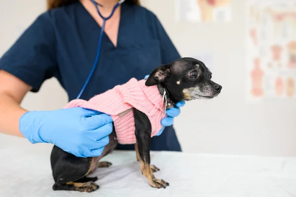 Diagnosis and treatment of animals. Vet doctor listens to the breath of little cute dog in a blouse through a stethoscope