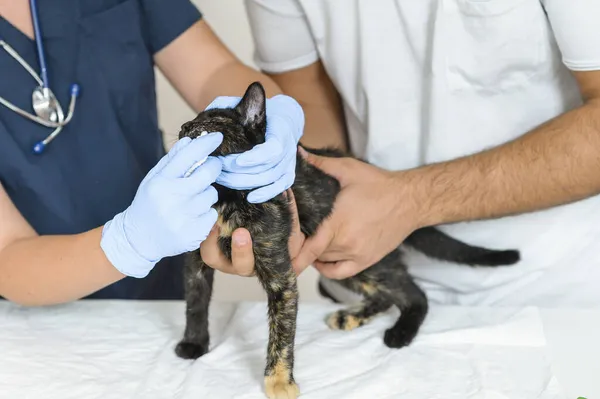 Médico veterinario y asistente examinando gato callejero sin hogar, diagnóstico gratuito y tratamiento de animales callejeros Fotos de stock libres de derechos