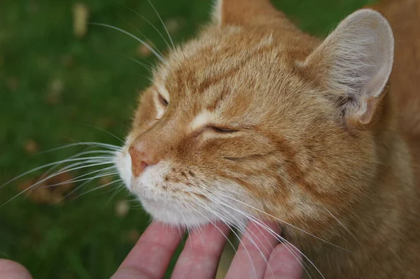 Mão Humana Acariciando Gato Gengibre Fora Grama Verde — Fotografia de Stock