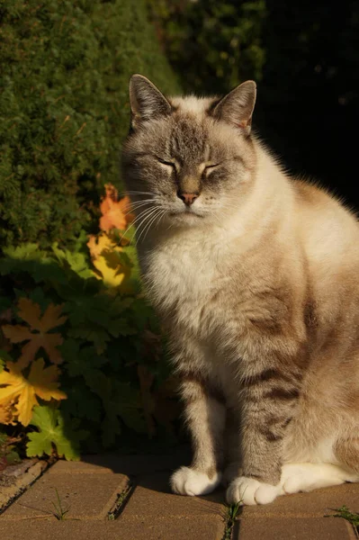 Gato Cinzento Branco Situado Sol Quintal Outono — Fotografia de Stock