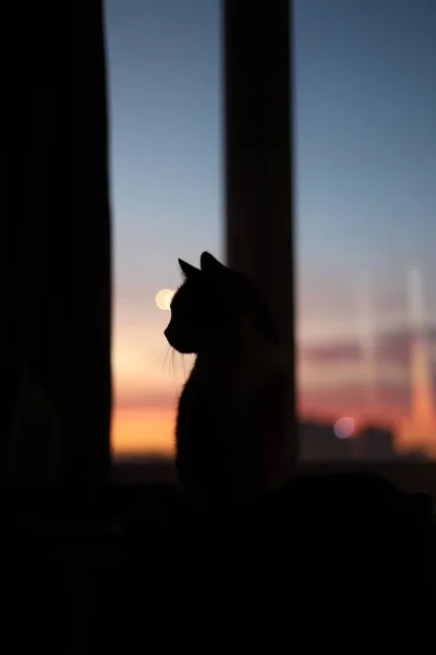 那只猫舒服地坐在窗上 — 图库照片