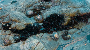 Gri taşların üzerindeki siyah deniz kabuklarının fotoğrafı.