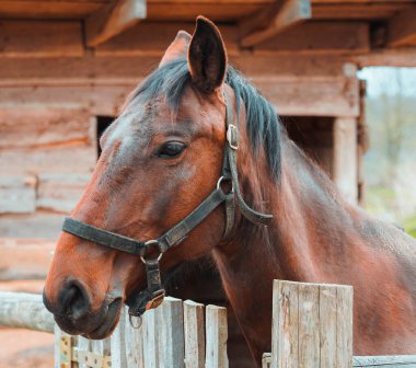 Çayırda duran siyah yeleli güzel kahverengi bir atın fotoğrafı..