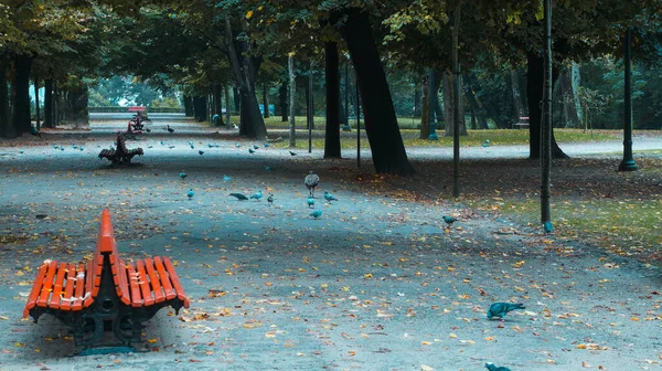 Sonbaharda bankların, yaprakların ve kuşların olduğu parkın fotoğrafı..