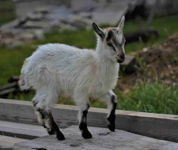 Petite Chèvre Blanche Courant Travers Champ — Photo