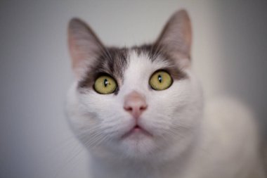 Kameraya bakan yeşil gözlü sevimli beyaz kedi..