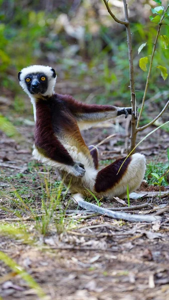 Comprimento Completo Engraçado Madagascar Perto Uma Árvore Floresta — Fotografia de Stock