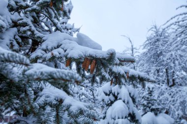 Yılbaşı ağacının yeşil dallarının fotoğrafı. Kışın ormanda, beyaz karın altında iğneler var..