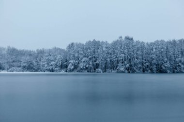 Beyaz karların altındaki ağaçların fotoğrafı. Sokakta, donmuş bir gölün yanında..
