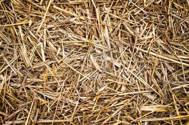  Kilitler zincirde asılı. Kale, birlikte uzun bir hayatın sembolü..