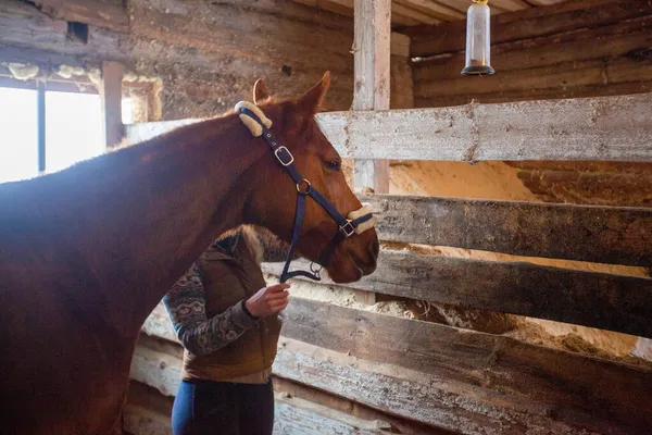Çayırda bir kadının yanında kahverengi bir atın fotoğrafı..