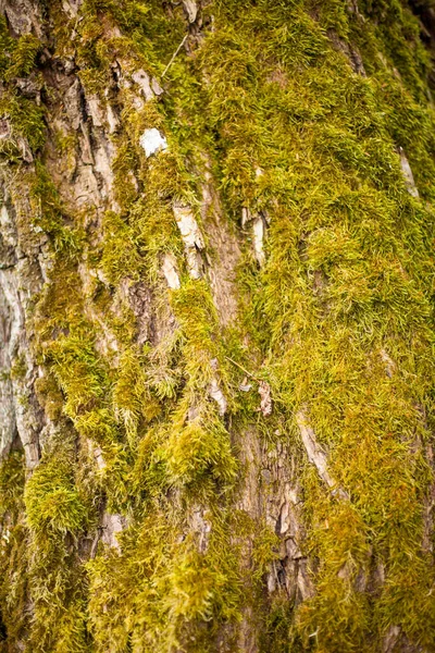 Photo Verticale Écorce Arbre Avec Mousse Verte Dans Forêt — Photo