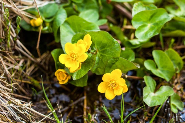 Ormandaki yeşil çimlerin üzerindeki küçük sarı çiçeklerin fotoğrafı.