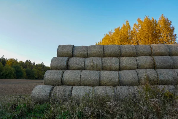 Foto Uma Grande Quantidade Pilhas Feno Árvores Amarelas Campo — Fotografia de Stock