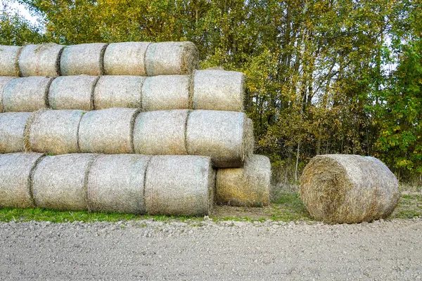 Foto Palheiros Árvores Verdes Campo — Fotografia de Stock