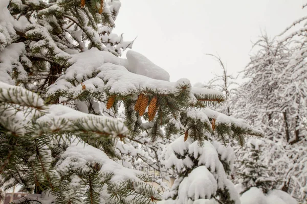 Foto Ramos Verdes Uma Árvore Natal Com Agulhas Abaixo Neve — Fotografia de Stock
