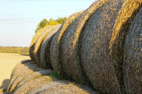 Foto Gula Höstack Ett Fält Solig Dag — Stockfoto