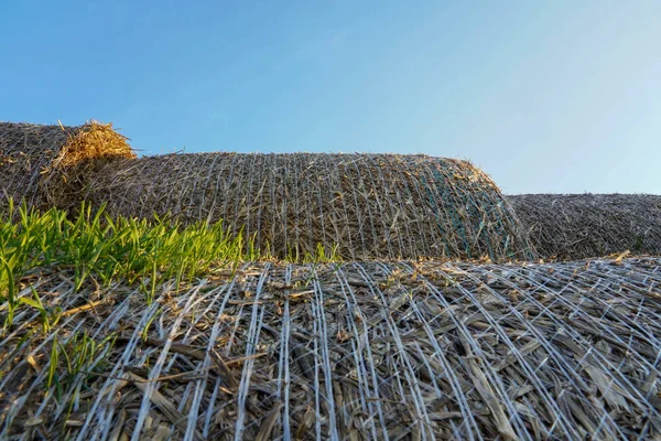 Foto Vicino Fieno Erba Verde Sulla Strada Nel Campo — Foto Stock