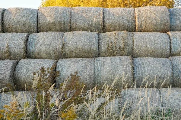 Photo Haystacks Field Sunny Day — Stock Photo, Image