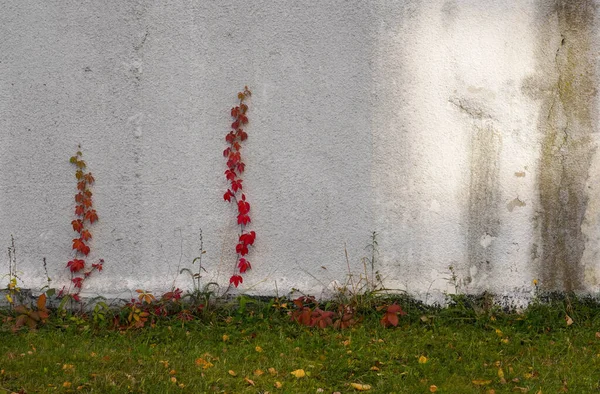 Bir Binanın Beyaz Duvarında Kırmızı Yaprakları Olan Sarmaşık Ağacının Caddede — Stok fotoğraf