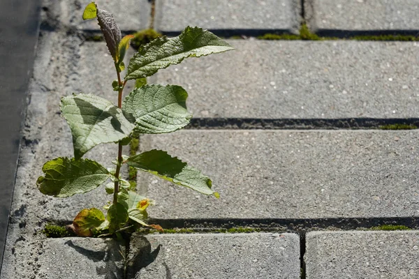 Foto Grön Växt Med Blad Som Växer Från Grå Väg — Stockfoto