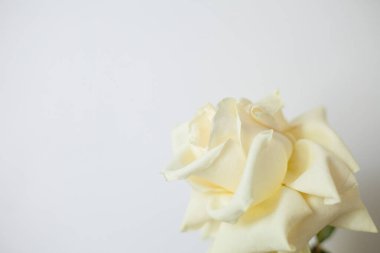 Beyaz arkaplanda izole edilmiş güzel beyaz gülün yakın plan fotoğrafı metin için kopyalama alanı ile.