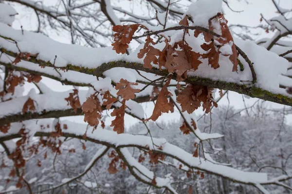 Foto Galho Árvore Com Folhas Neve Branca Inverno Livre — Fotografia de Stock