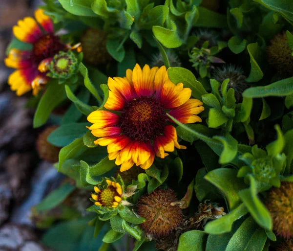 Yeşil çimenli yeşil saplı sarı-kırmızı güzel çiçeklerin fotoğrafı.