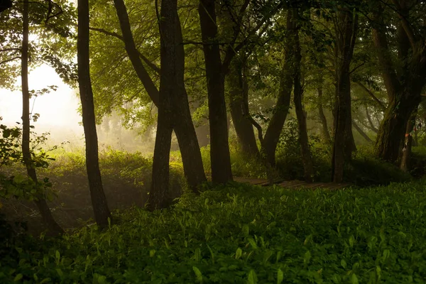 Ormanda yaprakları ve otları olan ağaçların kasvetli fotoğrafı..