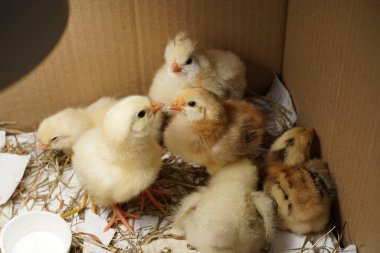 Küçük güzel tavuklar parlak bir ışığın altında karton bir kutuda otururlar..