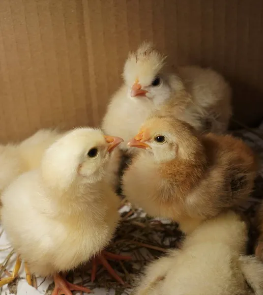 Małe Piękne Kurczaki Siedzą Kartonowym Pudełku Pod Jasnym Światłem — Zdjęcie stockowe