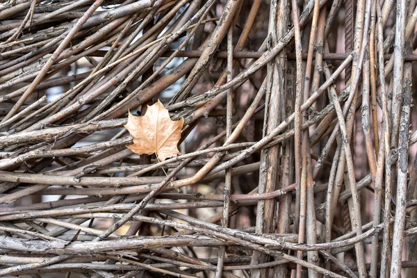 カエデの葉のフェンスのための絡み合った茶色の細い長い木の根の写真 要旨と背景 — ストック写真