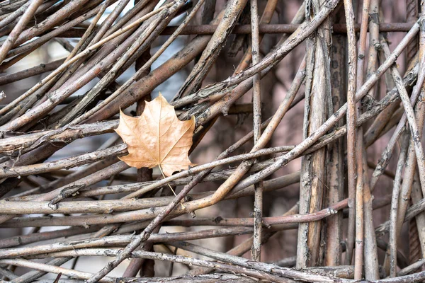カエデの葉のフェンスのための絡み合った茶色の細い長い木の根の写真 要旨と背景 — ストック写真