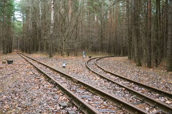Fénykép Egy Mesebeli Vasútról Erdőben Vasúti Csomópont — Stock Fotó