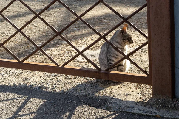 Фото Красивой Пушистой Кошки Сидящей Металлическим Забором Асфальте Городе — стоковое фото