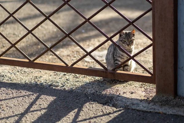 Foto Hermoso Gato Esponjoso Que Sienta Detrás Una Valla Metal —  Fotos de Stock