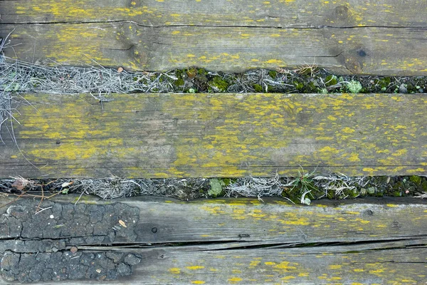 Foto Van Textuur Van Mos Oud Hout — Stockfoto