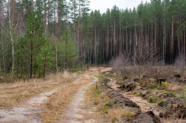 Şehrin dışında yeşil ağaçların olduğu bir ormanda kumlu bir yolun fotoğrafı. Doğa konsepti.