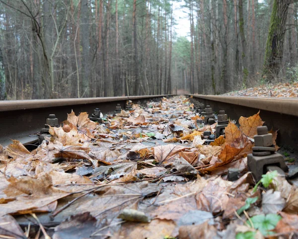 Σιδηρόδρομος Στο Δάσος Και Φύλλα Του Φθινοπώρου — Φωτογραφία Αρχείου