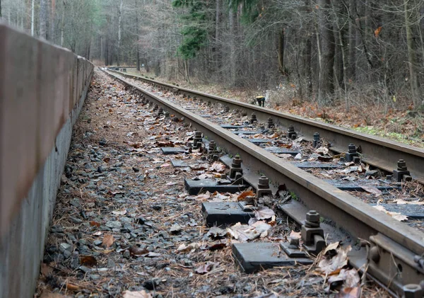 Ormanda demiryolu duruyor..