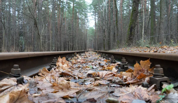 Mutfakta suşi yapmak için kırmızı balık kesiyor.