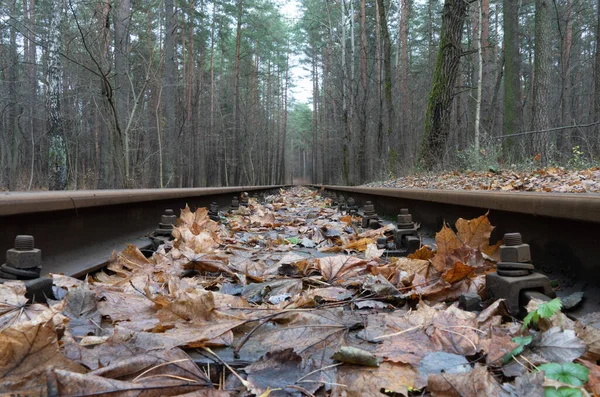 Rails Iron Forest Autumn — Stock Photo, Image