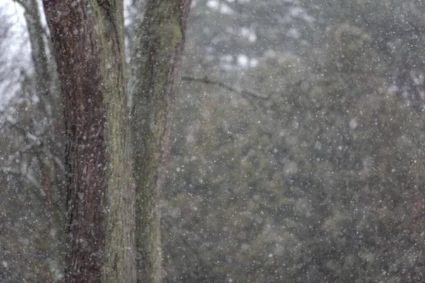 Фон Зображення Снігу Падає Розмиті Дерева — стокове фото