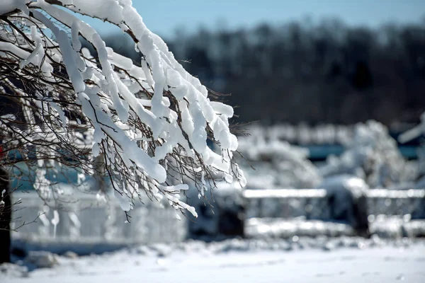 Winter Friert Nebel Von Den Niagarafällen Auf Die Umliegenden Bäume — Stockfoto