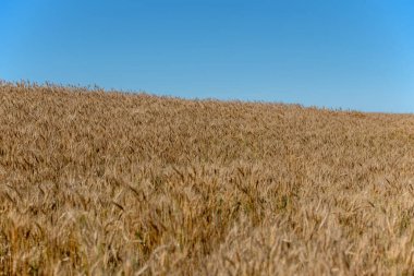 Yaz sonlarında yulaf tarlası. Parlak mavi gökyüzü ve olgunlaşmış yulaflar Kanada 'nın Saskatchewan ovasında hasat için hazır..