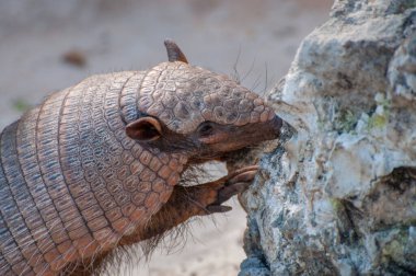 Armadillo kayanın üstünde liken yiyor..