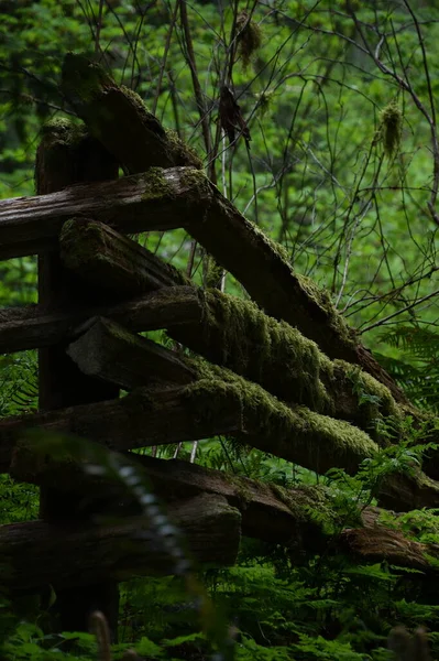 Clôture Émiettée Entourée Verdure Luxuriante Dans Forêt — Photo