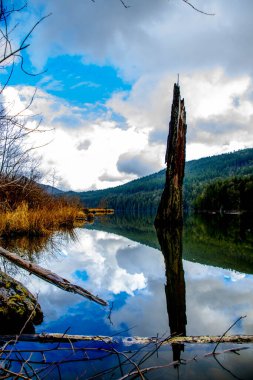 Nehirdeki ağaç gövdesi
